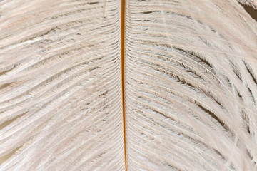  White ostrich feather close-up. Feather texture.