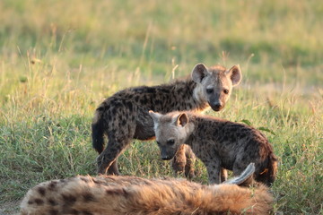 Spotted hyena cubs, Masai Mara National Park, Kenya.