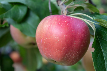 Closeup Apple Branch With Fruit