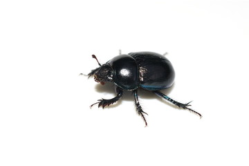 The dung beetle Anoplotrupes stercorosus isolated on white background