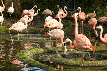 group of pink flamingos at zoo