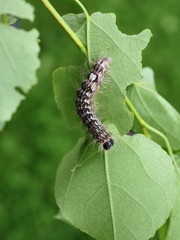 Hairy caterpillar of poplar gray moth Acronicta megacephala on poplar leaf