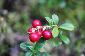 big or red ripe berries of a cowberry, beauty, macro