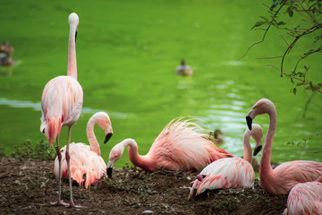 flamant rose