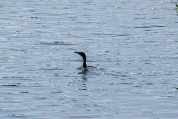 Kormoran