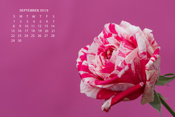 two colors roses, white and pink, calendar september 2019