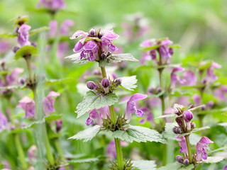 The deaf nettle purple. Blooming deaf purple nettle.  Background texture of many flowers of deaf nettle purpurea close-up. Lamium purpureum.