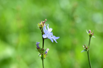 Blue chicory flower on a green meadow in summer day close-up