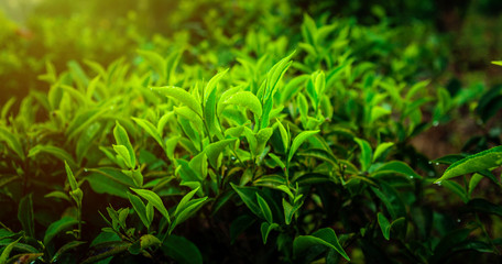 Discover the beauty of tea production with a stunning close-up of fresh green tea leaves in a plantation at dawn. Perfect for tea lovers and food bloggers.