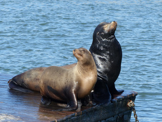 Fototapeta premium Sea lions at Pier 39 in San Francisco