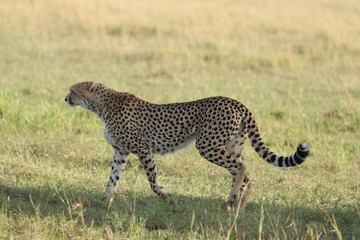 Cheetah walking, Masai Mara National Park, Kenya.