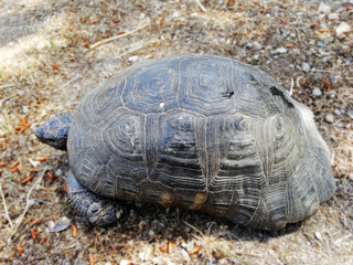 A wild turtle in the park. Turtles are diapsids of the order Testudines characterized by a special bony or cartilaginous shell developed from their ribs and acting as a shield.