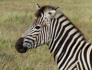 Fototapeta na wymiar Zebra in a safari park in South Africa