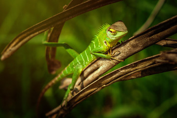 Naklejka na ściany i meble Green reptile with long tail perched on leaf in jungle habitat for wildlife and nature photography, animal lovers and pet owners.