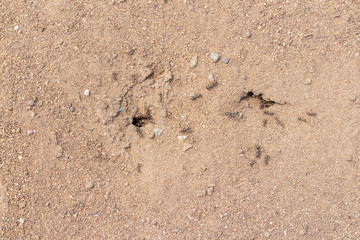 Background, ants running, ants cord, many ants. Ants carrying their food to the anthill, where it is full of ants, under the ground.
