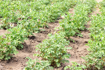 Fototapeta na wymiar Potato field with green shoots of potatoes. Landscape with agricultural fields in sunny weather.