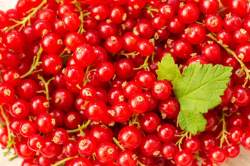 Freshly picked belgian organic redcurrants background, top view. red currant with leaf