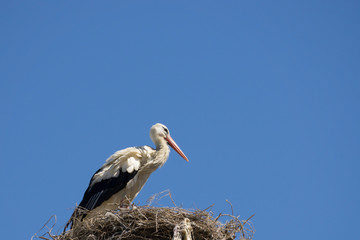 Weißstorch, (Cicovia cicovia), Algarve, Portugal