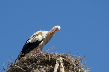 Weißstorch, (Cicovia cicovia), Algarve, Portugal