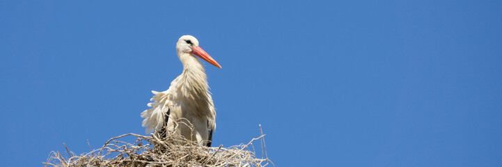 Weißstorch, (Cicovia cicovia), Algarve, Portugal