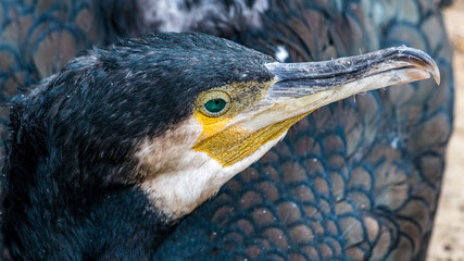 sitzender Kormoran 