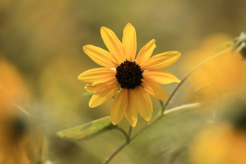サンフィニティー　ひまわり