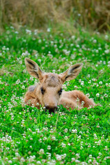 Moose calf is so tired that it has to lay down on top of the food.