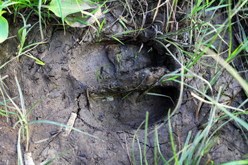 Cow footprint on wet ground