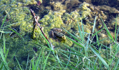 A frog sits in seaweed on a pond