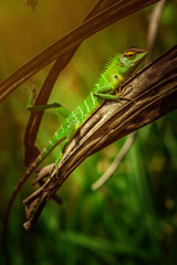 Vibrant green lizard with long tail perched on wooden surface. Exotic reptile wildlife in natural habitat. Tropical forest, rainforest animal. Close-up for nature animal lovers, educational, science