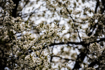 cherry blossems in the spring 2