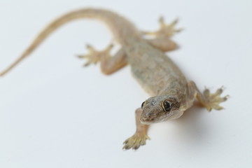 Asian House lizard (hemidactylus) or common gecko isolated on white background © dwi