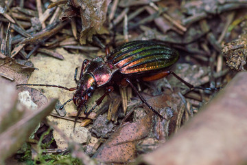 red goldsmith beetle in forest