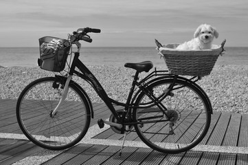 Fototapeta premium Joe Joe pose en vélo