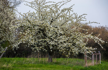 cherry blossom tree in the spring