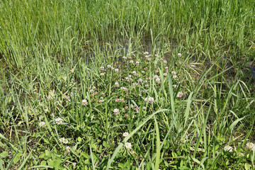 green grass, white flowers grow in the water
