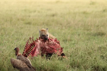 Foto op Plexiglas Gevlekte hyena die zich voedt met een vers karkas, Masai Mara National Park, Kenia. © Marie