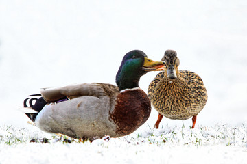Obraz premium Male and female Mallard