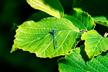 dragonfly on leaf