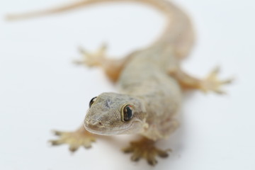 Asian House lizard (hemidactylus) or common gecko isolated on white background © dwi