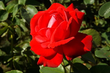 red rose in garden