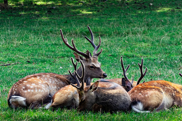 Deer
