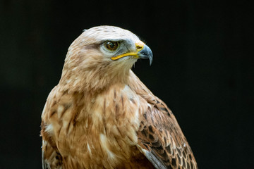 Falcon