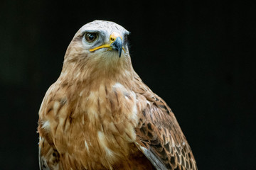 Falcon
