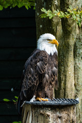 Bald Eagle