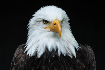 Bald Eagle Head