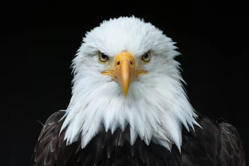 Muurstickers Bald Eagle Head © AyKayORG