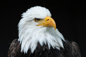 Bald Eagle Head