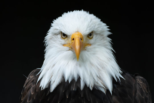 Bald Eagle Head