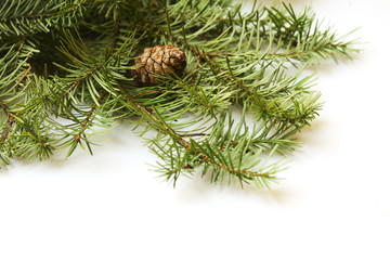 Pine branch with cones on a white background